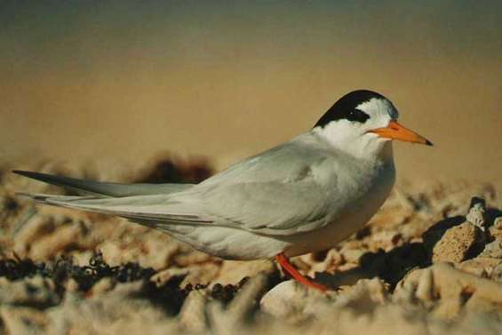 Accès interdit à l'îlot Goéland