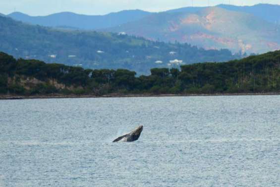 Des baleines au balcon