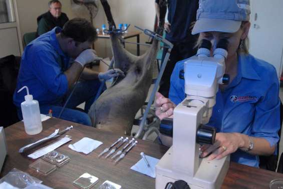 Du sang neuf dans les troupeaux