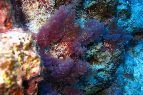 Les algues du lagon trésors anti-cancer