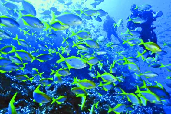 Derniers vestiges du récif corallien