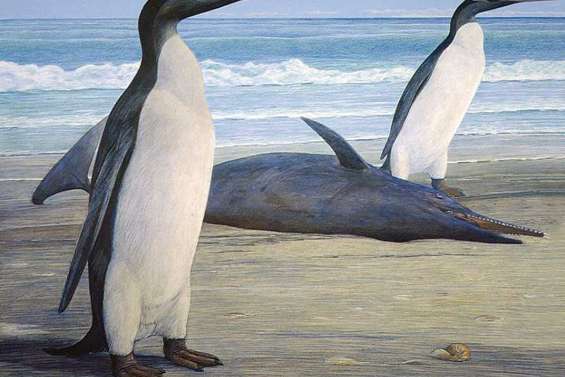 Des fossiles de pingouins géants