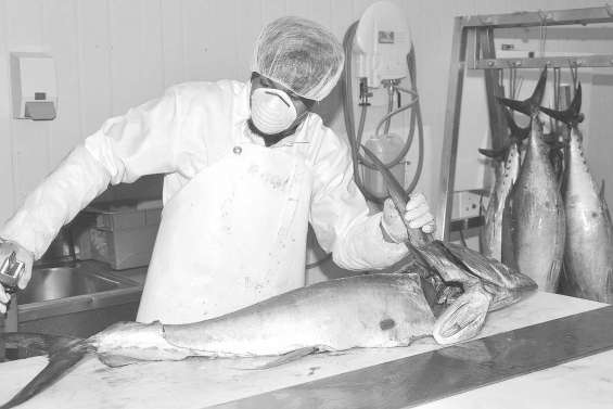 Les pêcheries du Nord risquent la noyade