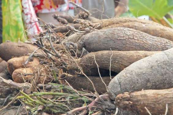 L'igname doublement célébrée dans l'aire Ajië Aro