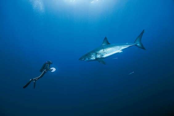 « Poisson parmi les poissons »