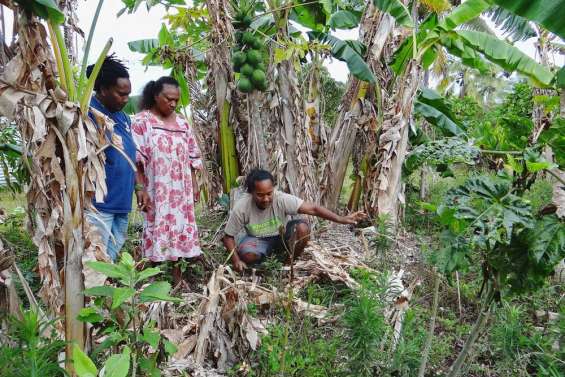 Barrage contre le bunchy top