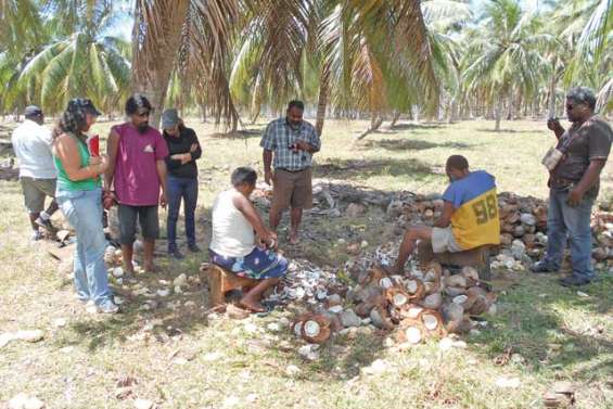 Ouvéa mise sur le coprah