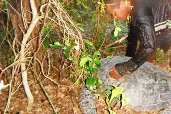 Tortues et cétacés sous l'œil 