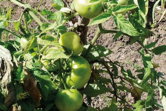Un potager à la maison