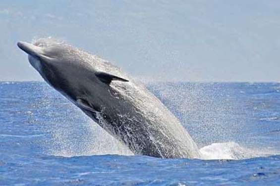 Spécimens rares en vue