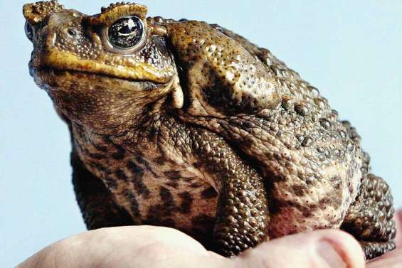 Une saucisse au crapaud