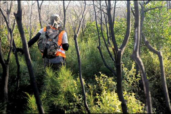 Battus par les cerfs