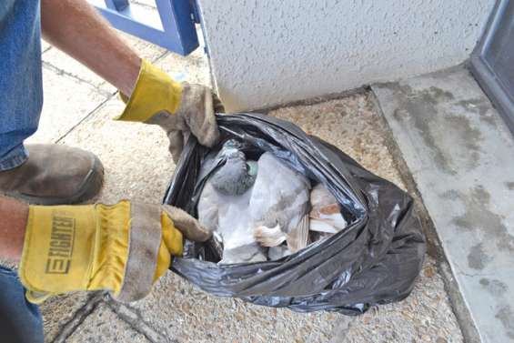 Les quais de l'agonie