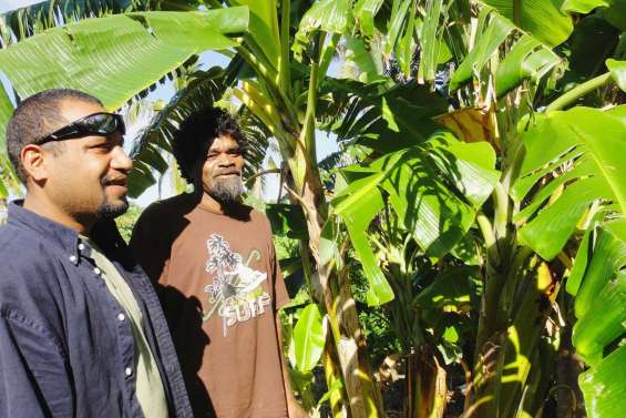 Chasseurs de bunchy top