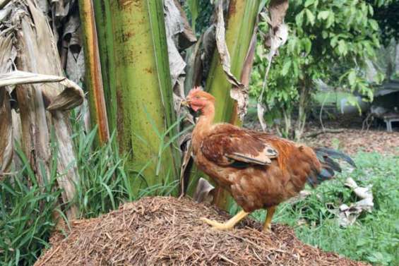 Le GIE Merü met les bouchées doubles