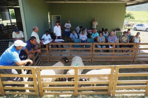 Moutons aux enchères