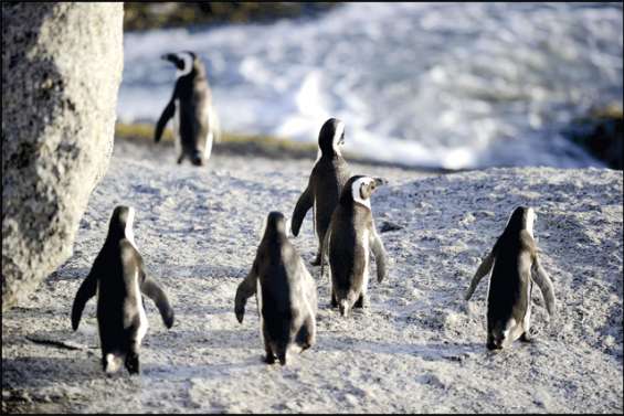 Le plastique gave les oiseaux