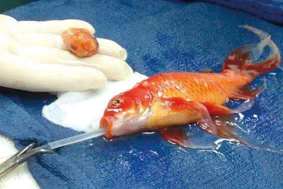Un poisson rouge opéré d'une tumeur