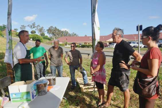 Savannah dans le vert