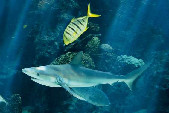Nuit magique à l'Aquarium