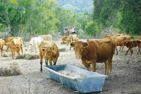 Le retour d'El Nino ?