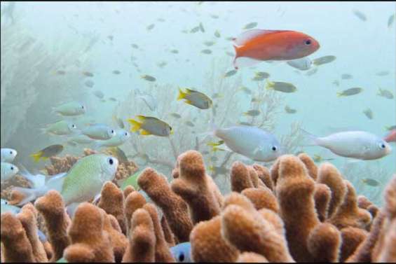 Vitrine du monde du silence