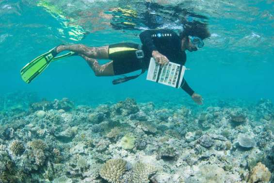 Le tuyau en point de mire