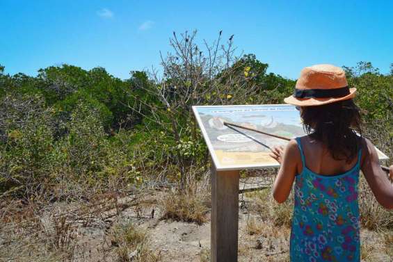 Ouano dévoile sa mangrove