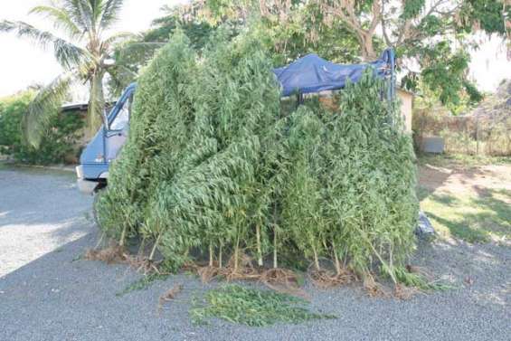 La tribu de Gatope dit non au cannabis