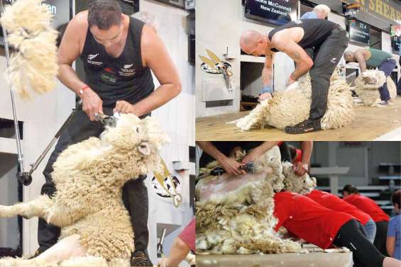 Le pays rêve de moutons aux Jeux Olympiques