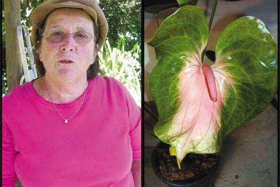 « Un terrain de prédilection pour les anthuriums »