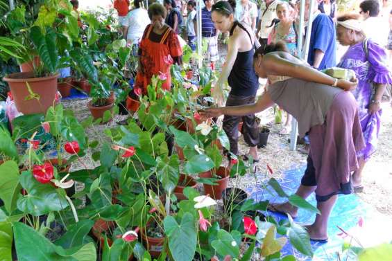 Envoûtés par les anthuriums