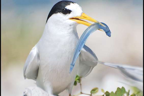 Attention à la fée des mers