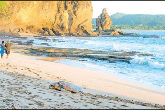 Les anges gardiens des tortues