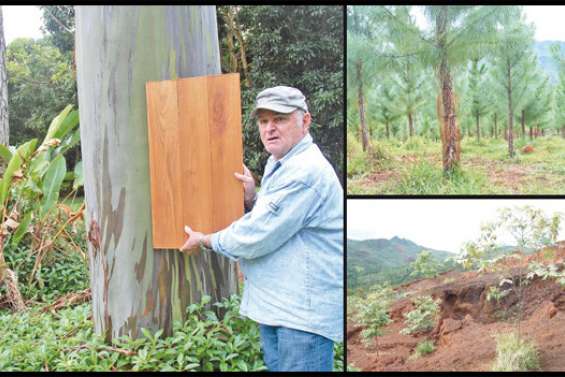 Jamais trop tard pour planter