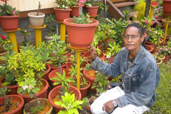 Collectionneuse d'épines