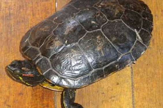 Attention aux tortues de Floride