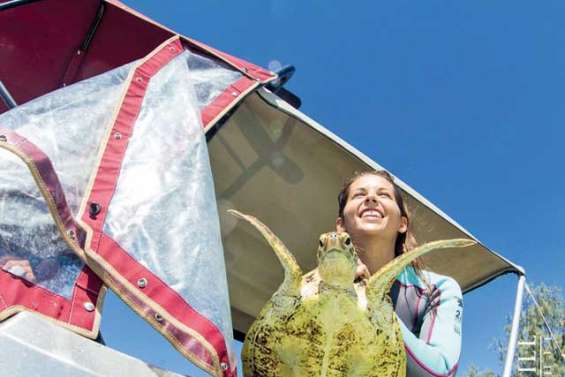 Des tortues qui viennent de très loin