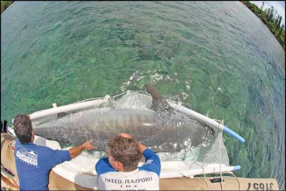 Dans la peau des requins
