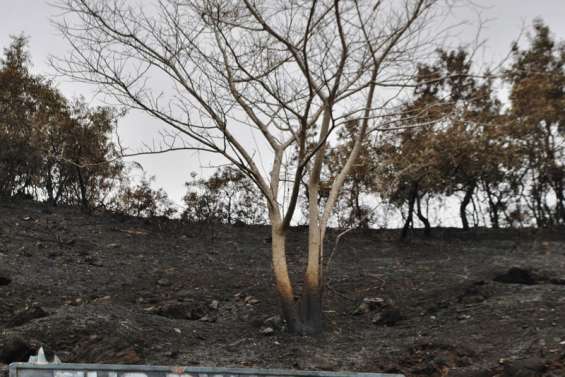 Seize hectares ravagés par le feu
