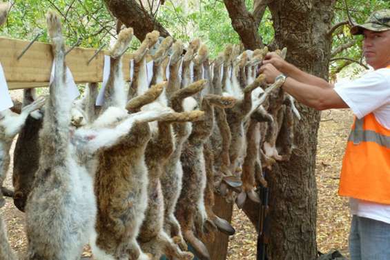Les lapins tombent à Leprédour