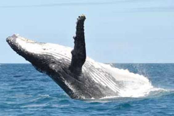 Profession, montreur de baleines