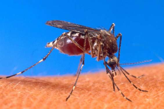 Le Zika progresse, la dengue guette