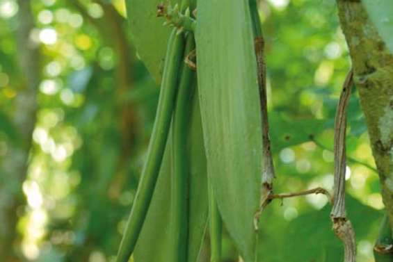 Les îles Loyauté ont leur nickel