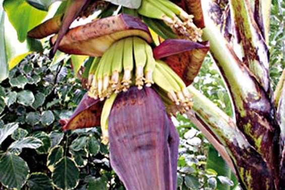 Alerte au bunchy top