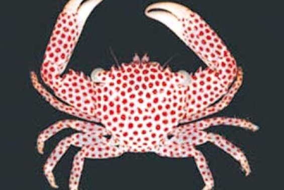 Santo 2006 a trouvé la petite bête