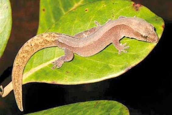 Un gros lézard chez les geckos