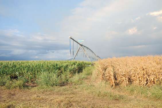 Les agriculteurs ont anticipé la période de sécheresse