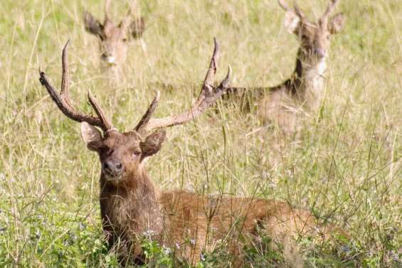 Le cerf de retour à Ouaco