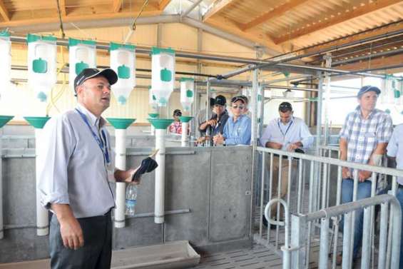 Améliorer le patrimoine  génétique des porcs calédoniens